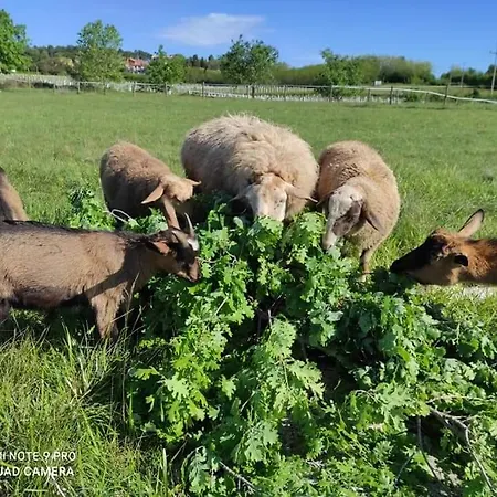 Apartment Golden Valley & Ranch Martinski