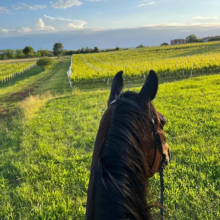 Διαμέρισμα Golden Valley & Ranch Martinski