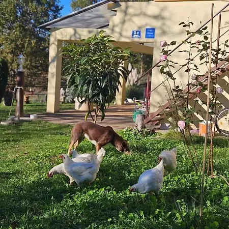 Golden Valley & Ranch